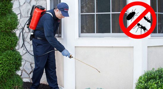 Mithatpaşa Pire İlaçlama böcek ilaçlama ve haşere kontrolü — ilaclama-tr.com